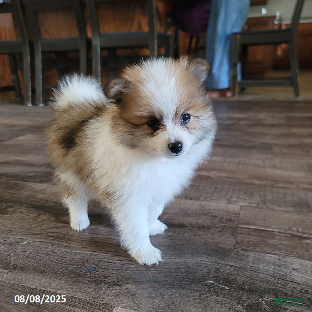 Pomeranian dogs for sale: Rambo - Image 1