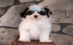 Havanese dogs for sale: Danny - Image 1