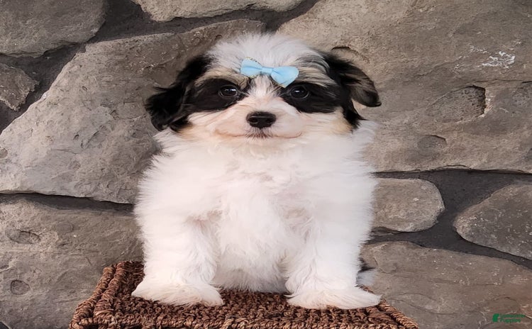Havanese dogs for sale - Ad 4