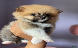 Pomeranian dogs for sale: Lena - Image 3