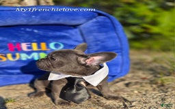 French Bulldog dogs for sale: Champ - Image 1