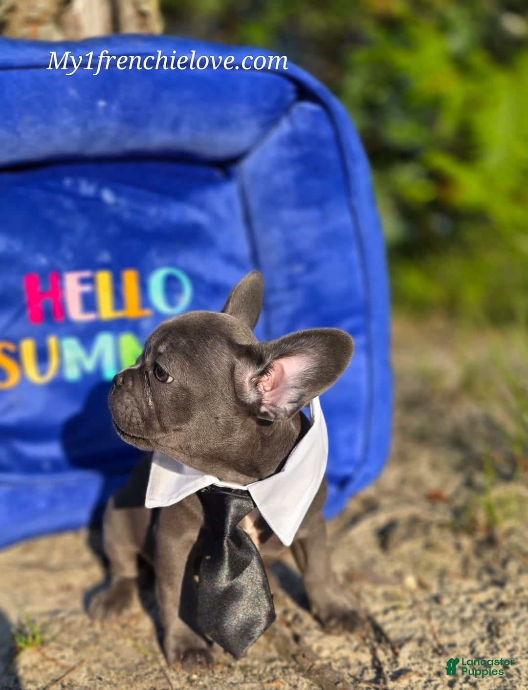 French Bulldog dogs for sale: Champ - Image 1