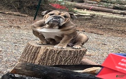 English Bulldog dogs for sale: Bulldog - Image 5