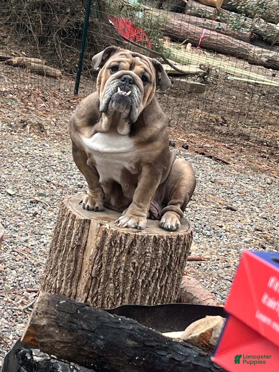 English Bulldog dogs for sale: Bulldog - Image 5