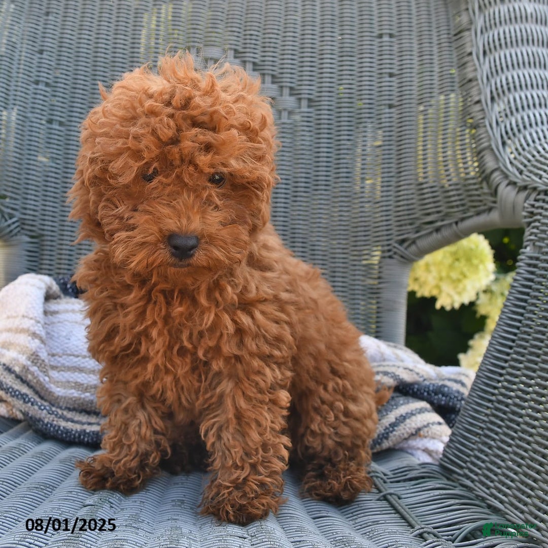 Bichpoo dogs for sale: Caspar - Image 3