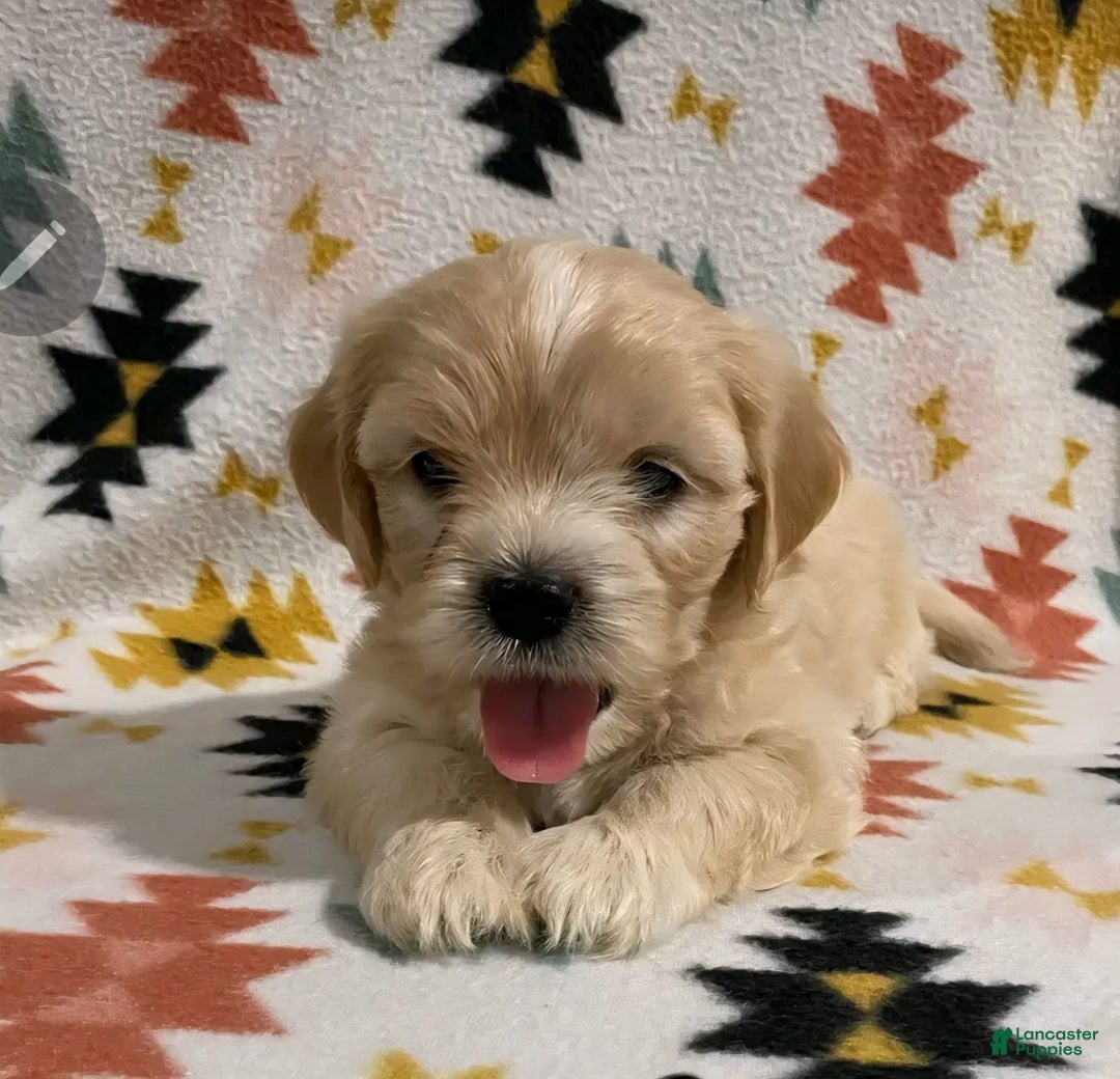 Cavapoo dogs for sale: Male 2 Bruno Jr - Image 1