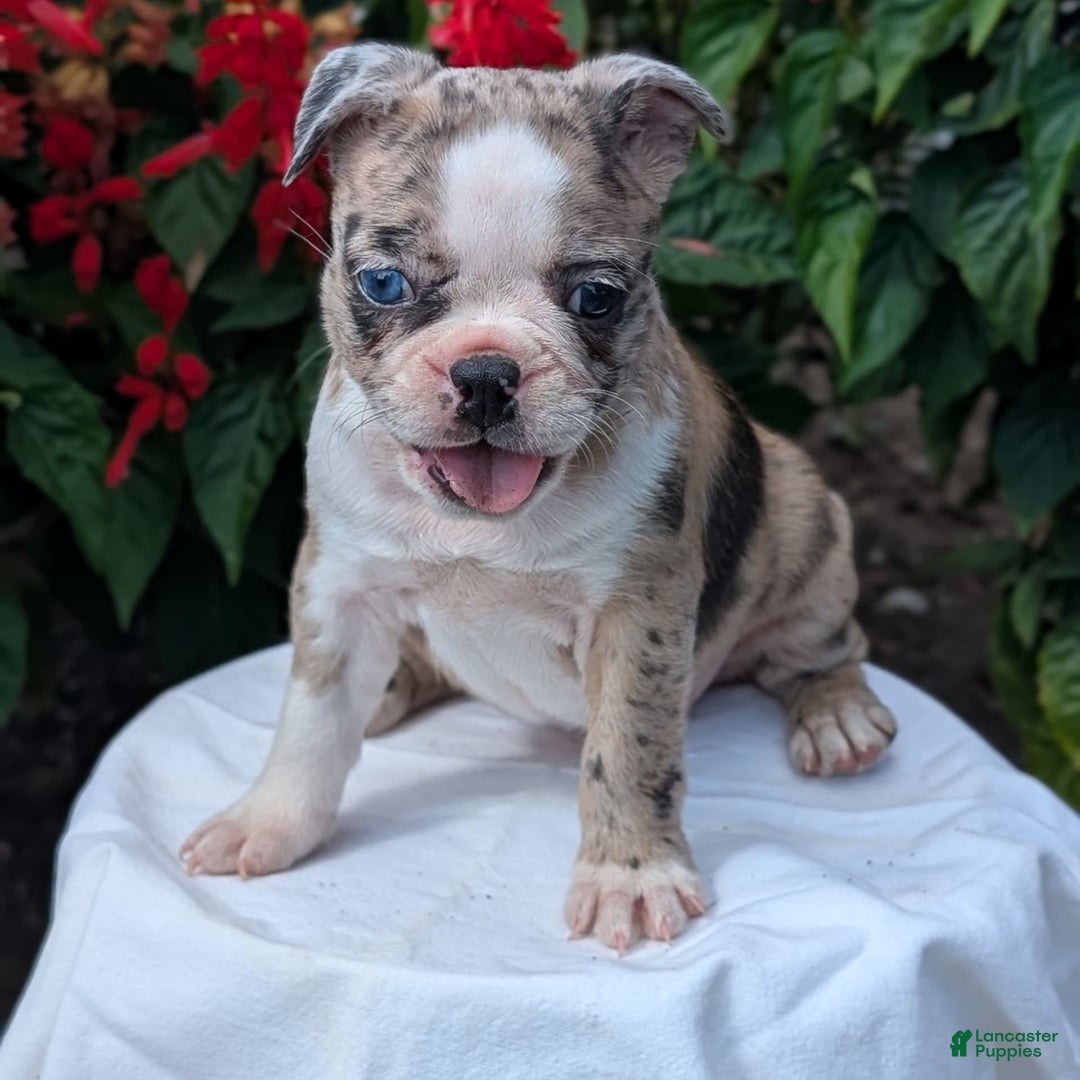 Frenchton dogs for sale: Nadia - Image 11