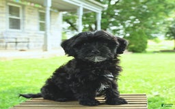 Havapoo dogs for sale: House Raised Billy - Image 5