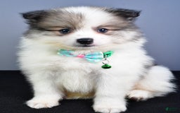 Pomeranian dogs for sale: Sylis - Image 7