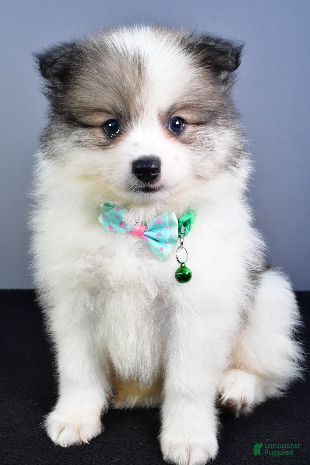 Pomeranian dogs for sale: Sylis - Image 7