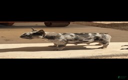 French Bulldog dogs for sale: Lila - Image 4
