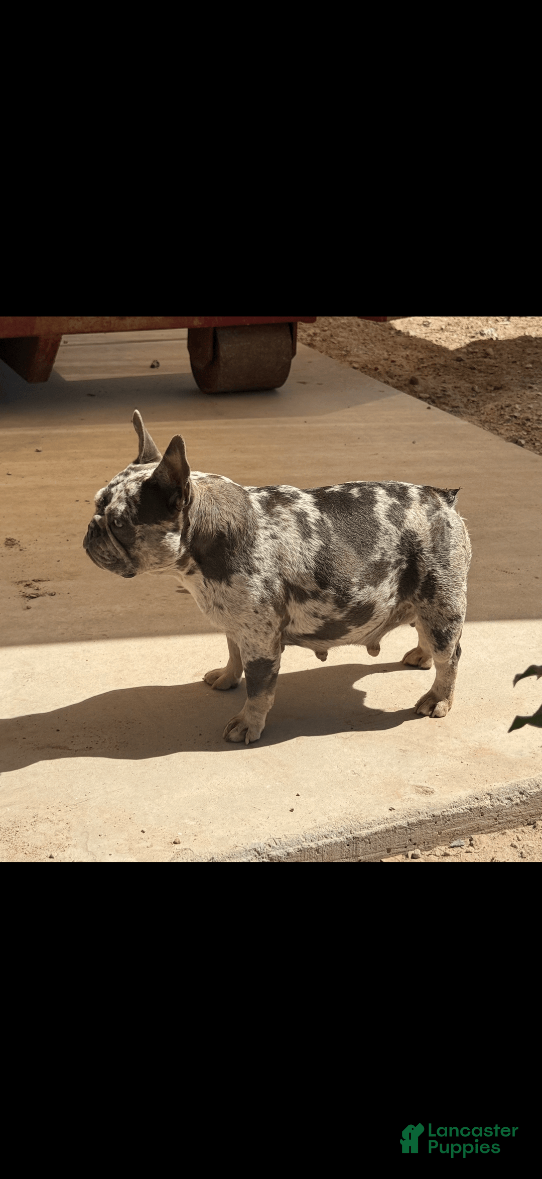 French Bulldog dogs for sale: Lila - Image 4