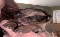 Miniature Australian Shepherd dogs for sale: Riggs - Image 4