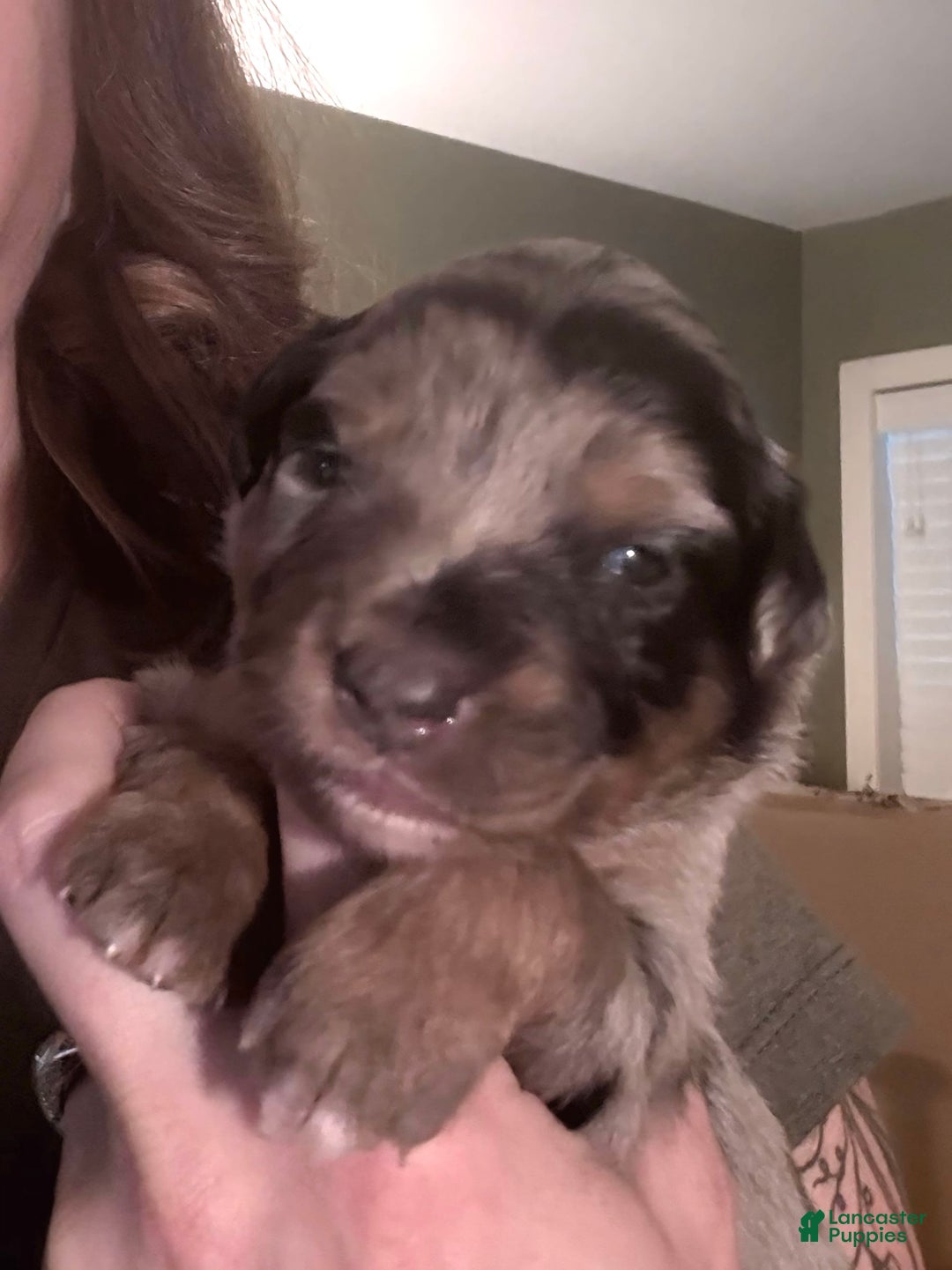 Miniature Australian Shepherd dogs for sale: Riggs - Image 4