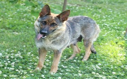 German Shepherd dogs for sale: Moose - Image 4