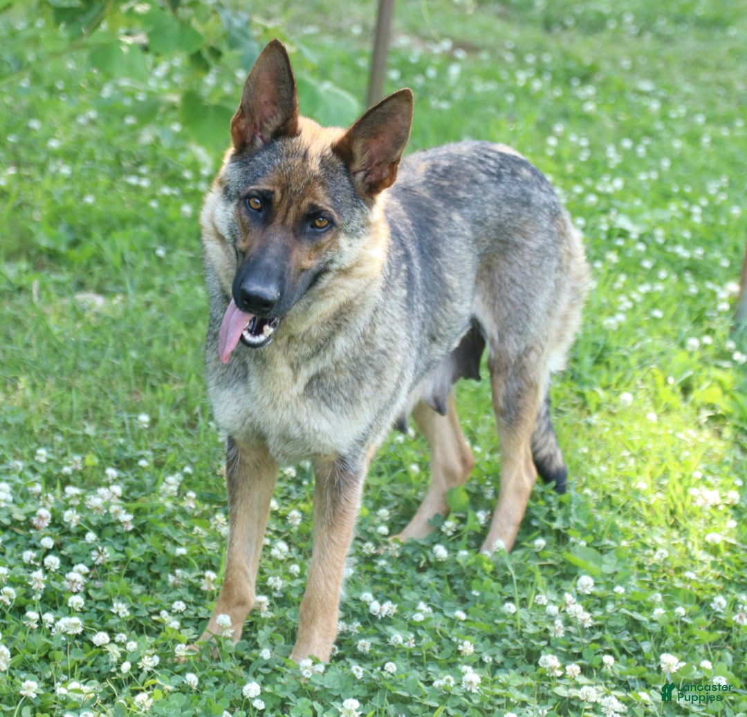 German Shepherd dogs for sale: Moose - Image 4