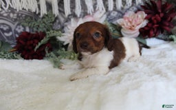 Miniature Dachshund dogs for sale: Gloria - Image 4
