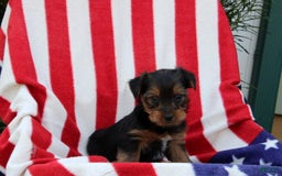 Yorkshire Terrier dogs for sale: Eligah - Image 4