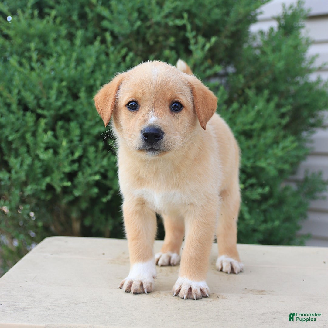 Labrador Retriever dogs for sale: Labrador Retriever 8 puppies - Image 14