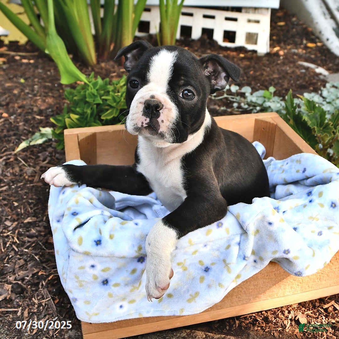 Boston Terrier dogs for sale: Daisy - Image 2