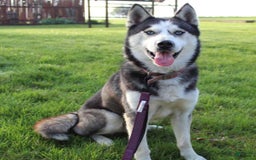 Goberian dogs for sale: Greta - Image 6