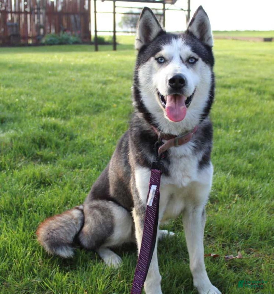 Goberian dogs for sale: Greta - Image 6