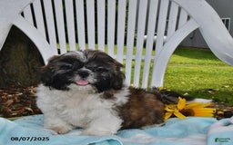 Shih Tzu dogs for sale: Olivia - Image 1