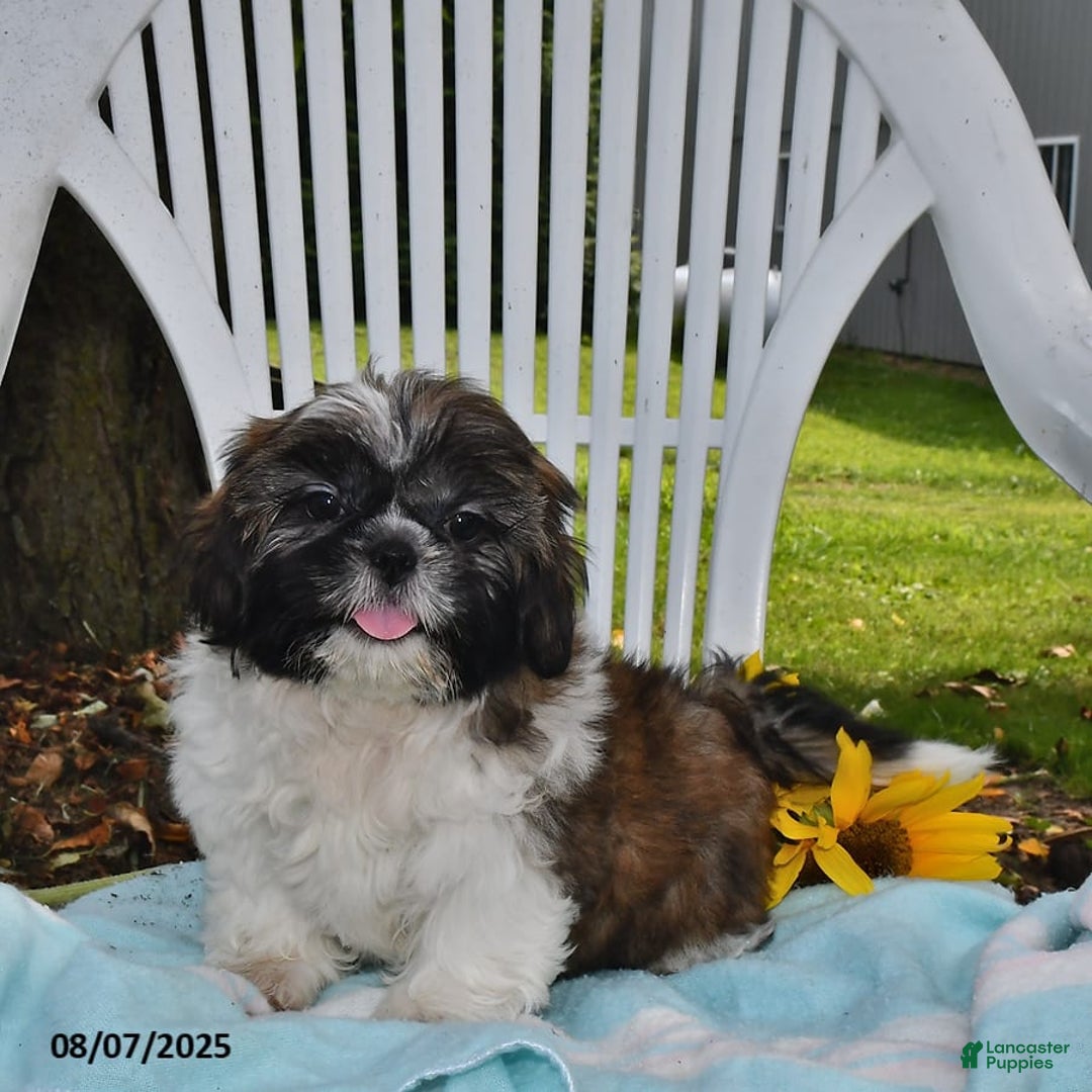 Shih Tzu dogs for sale: Olivia - Image 1