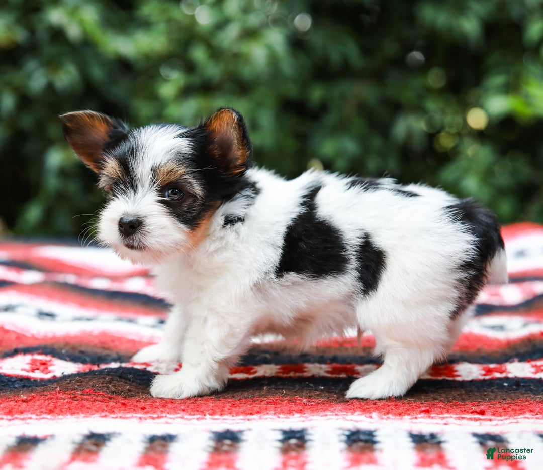 Yorkshire Terrier dogs for sale: Travis Teacup - Image 5