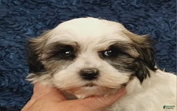 Havanese dogs for sale: Hailey - Image 3