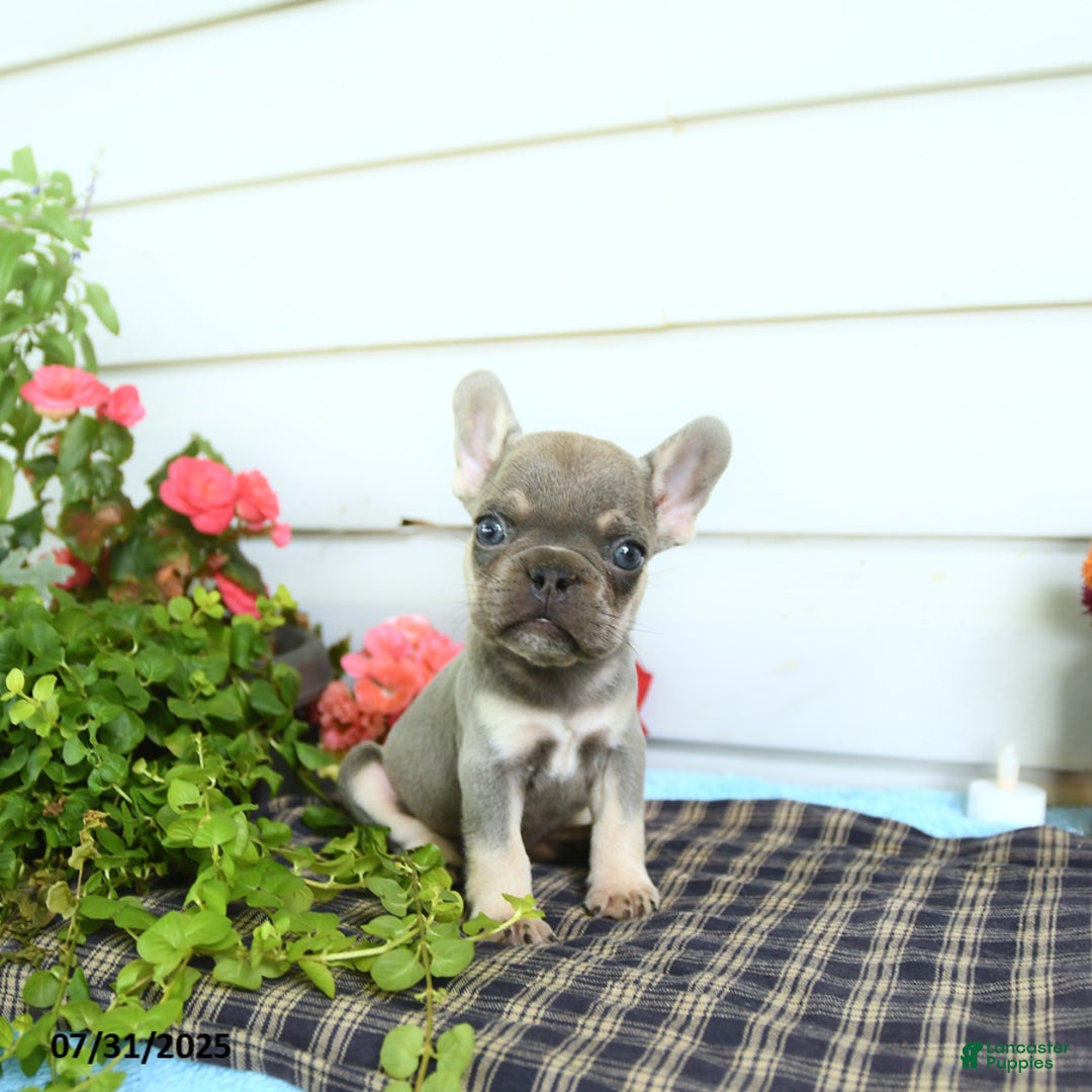 French Bulldog dogs for sale: Diamond - Image 1