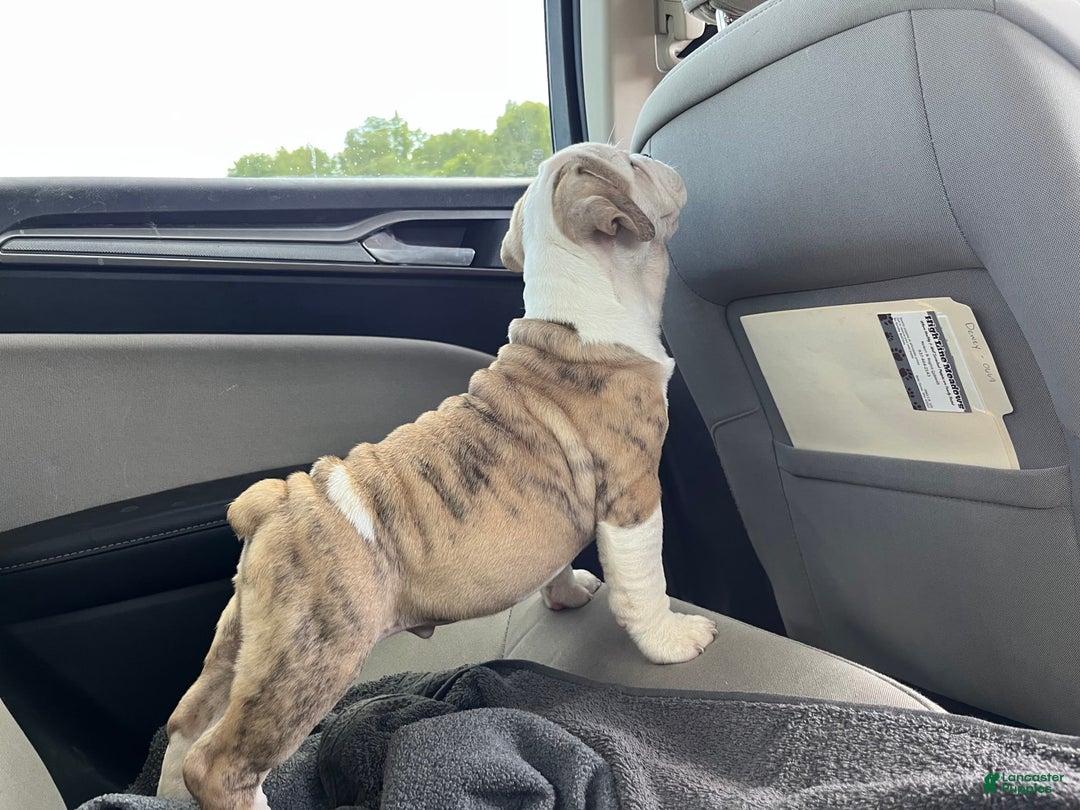 English Bulldog dogs for sale: Hercules - Image 4