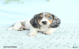 Miniature Dachshund dogs for sale: Korey - Image 3