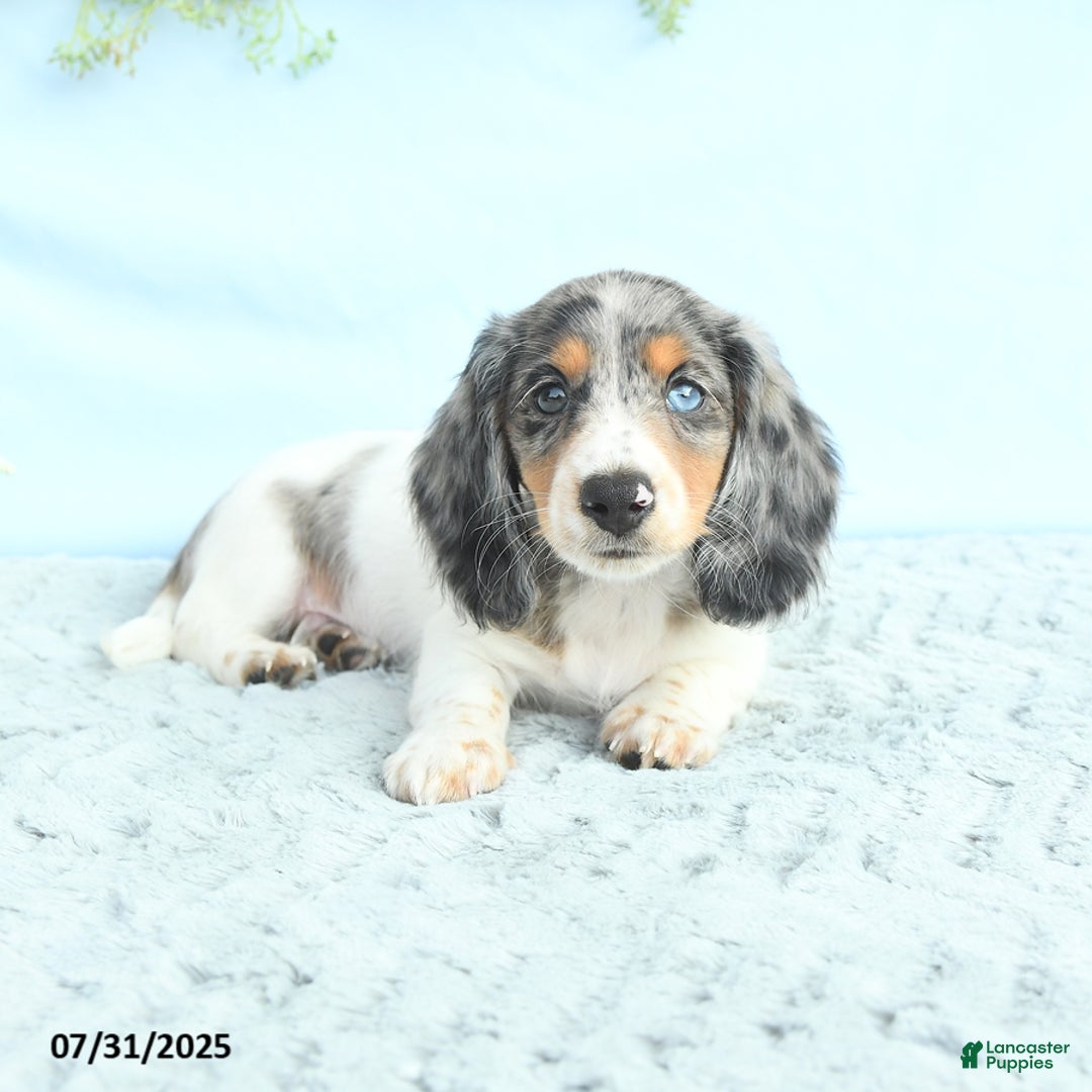 Miniature Dachshund dogs for sale: Korey - Image 3
