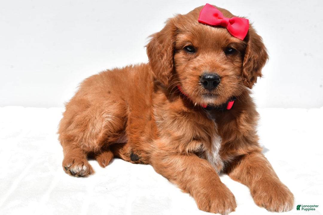 Mini Goldendoodle dogs for sale: Tasha - Image 1