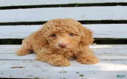 Miniature Poodle dogs for sale: Ron - Image 1
