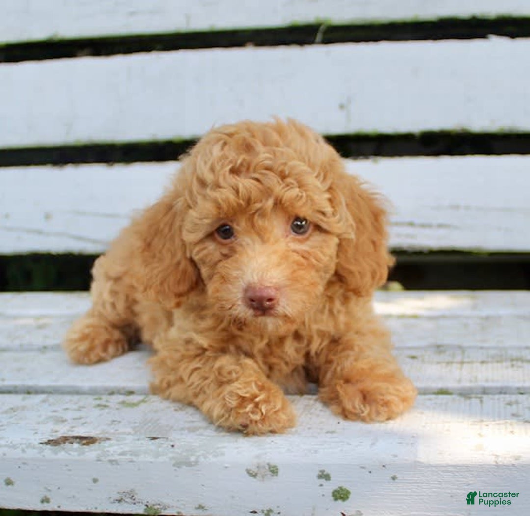 Miniature Poodle dogs for sale: Ron - Image 1