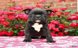 Frenchton dogs for sale: Foster - Image 3