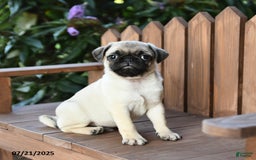 Pug dogs for sale: Pug 6 puppies - Image 5