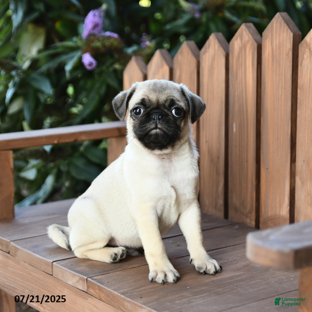 Pug dogs for sale: Pug 6 puppies - Image 5