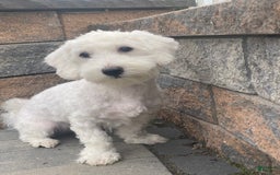 Coton De Tulear dogs for sale: Archer - Image 3
