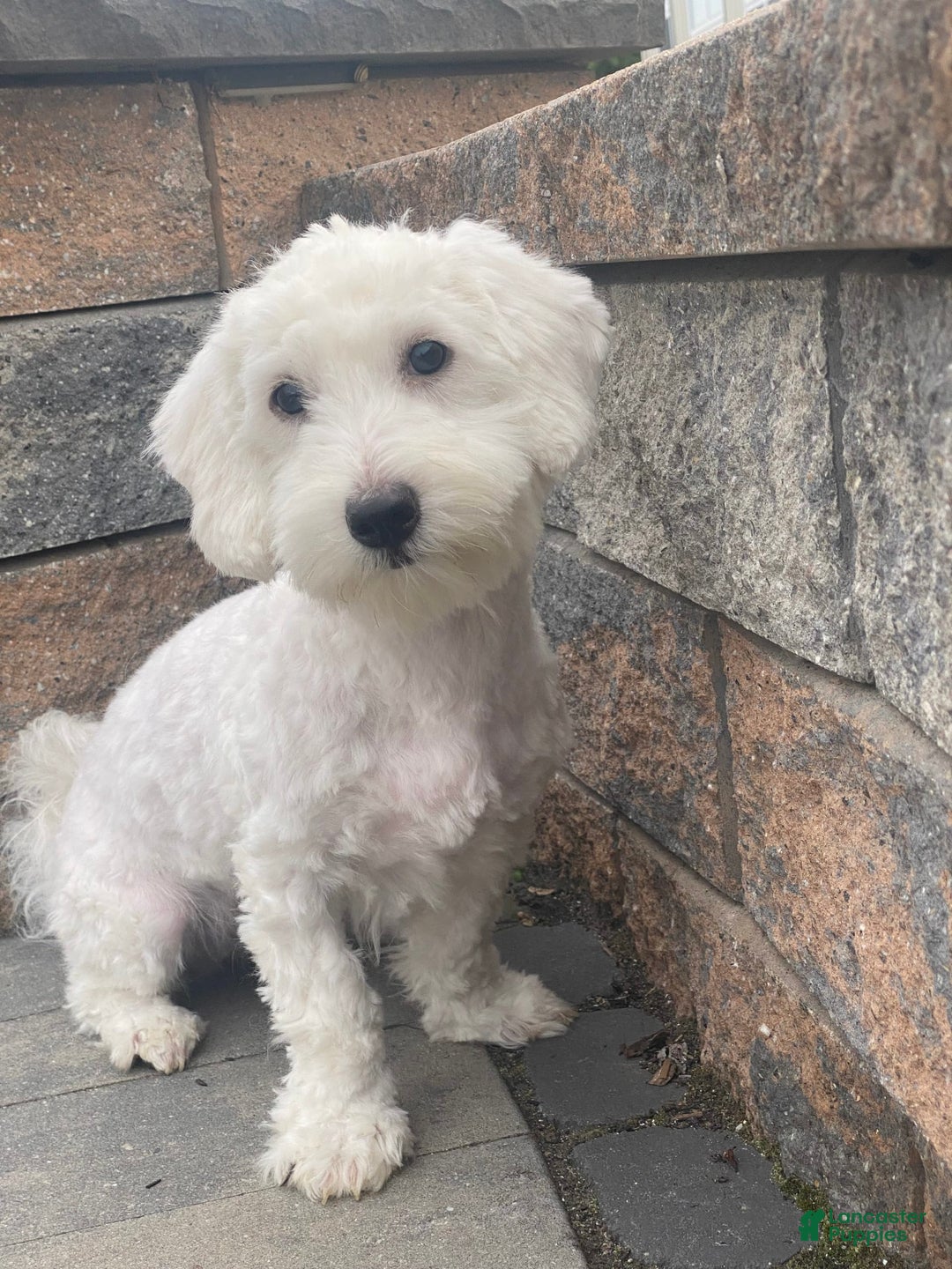 Coton De Tulear dogs for sale: Archer - Image 3