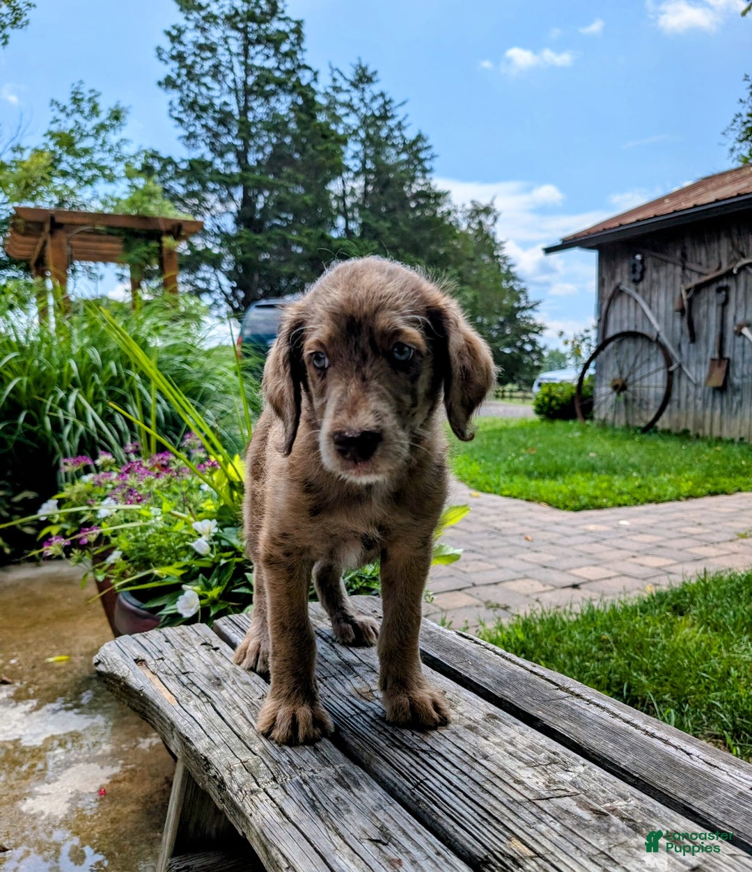 Labradoodle dogs for sale: Aspen Fern - Image 5