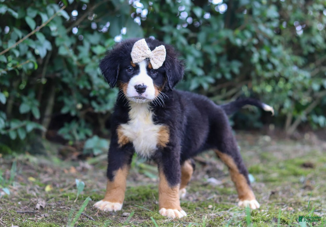 Bernese Mountain Dog dogs for sale: Alice - Image 3