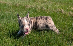 Frenchton dogs for sale: Namor - Image 10
