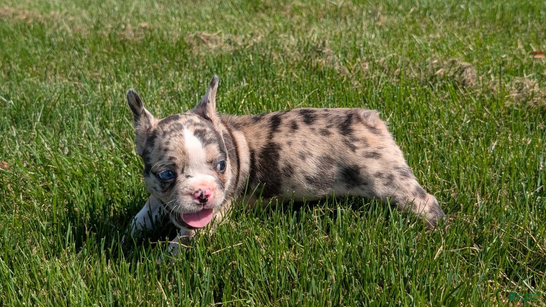 Frenchton dogs for sale: Namor - Image 10