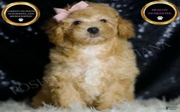 Miniature Poodle dogs for sale: Paige - Image 1