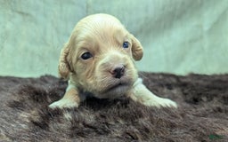 Cockapoo dogs for sale: Fishlegs - Image 7