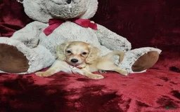 Miniature Dachshund dogs for sale: Nugget - Image 4