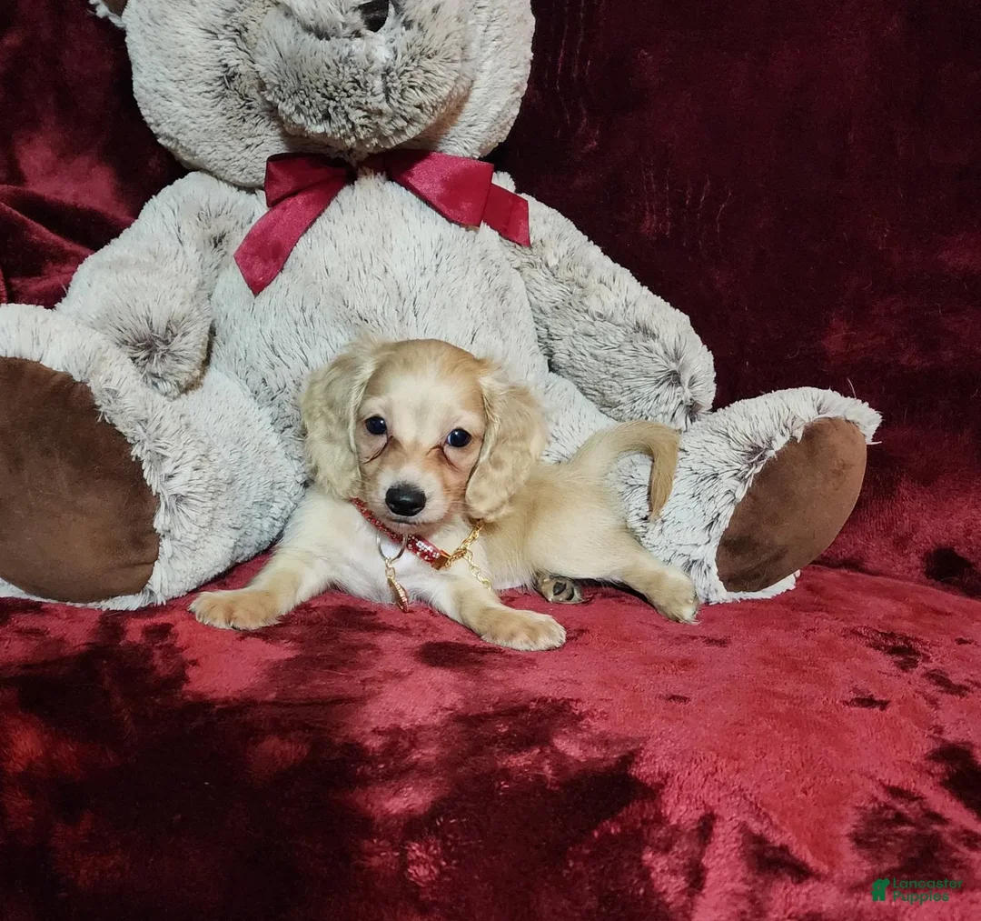 Miniature Dachshund dogs for sale: Nugget - Image 4